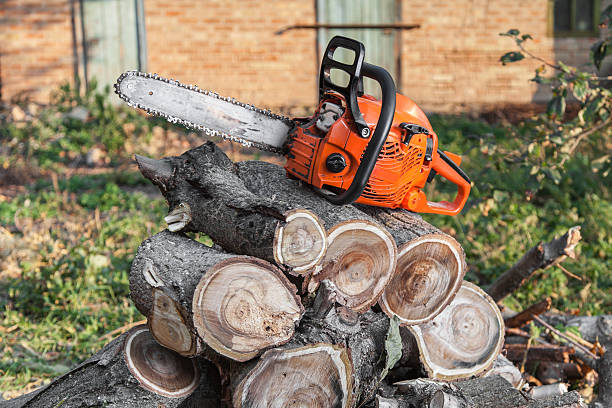 Large Tree Removal in Hamtramck, MI